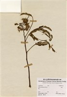 藏品(合歡)的圖片